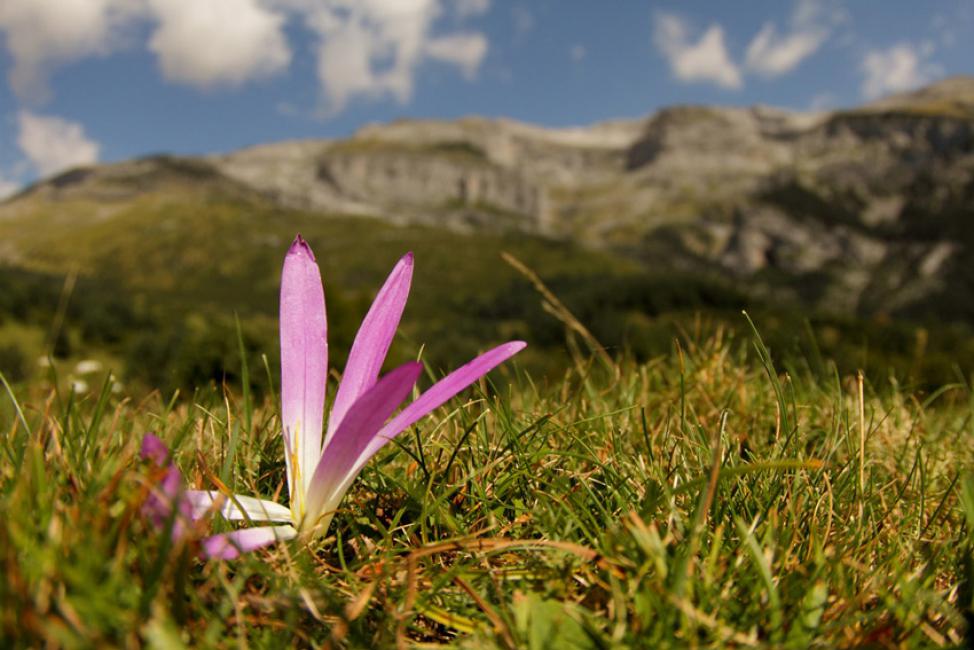 Flor y el valle de Escuaín